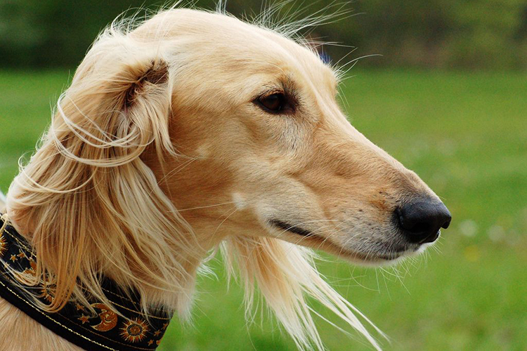 Caractéristiques physiques du Saluki