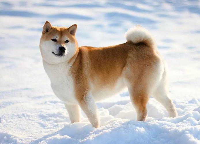 la-plus-ancienne-race-de-chien-du-monde-2 Shiba Inu