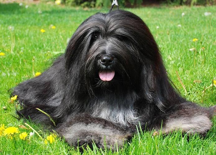 la-plus-ancienne-race-de-chien-au-monde-3 Terrier tibétain