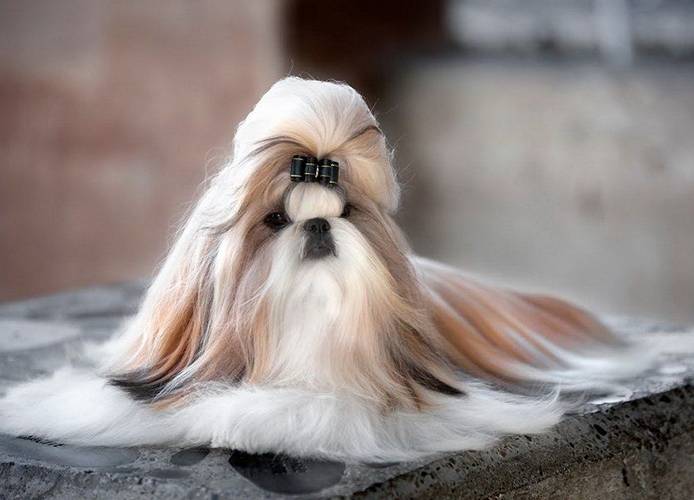 la plus ancienne race de chien au monde 4 Shih Tzu