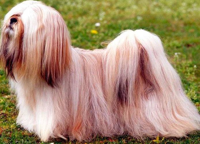 la plus ancienne race de chien au monde 5 Lhasa Apso