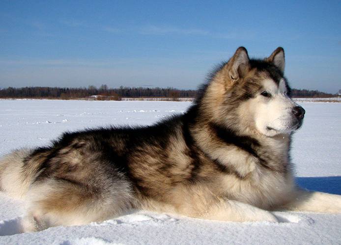 la plus ancienne race de chien au monde 6 Malamute d'Alaska