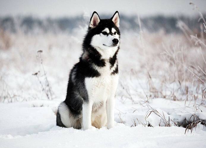 la plus ancienne race de chien au monde 7 Rauque