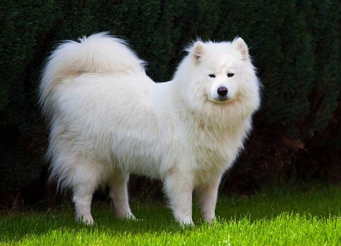 la-plus-ancienne-race-de-chien-au-monde-8 Samoyède