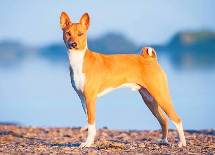 la-plus-ancienne-race-de-chien-au-monde-9 Basenji