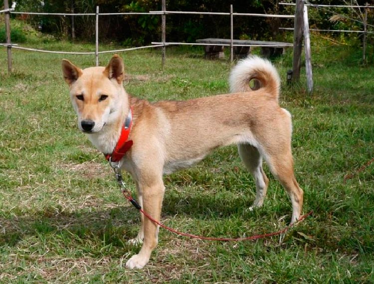 Jomon-shiba sur la pelouse