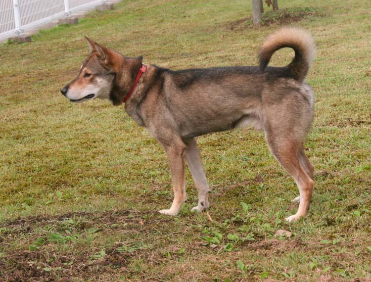 standard de race Jomon Shiba