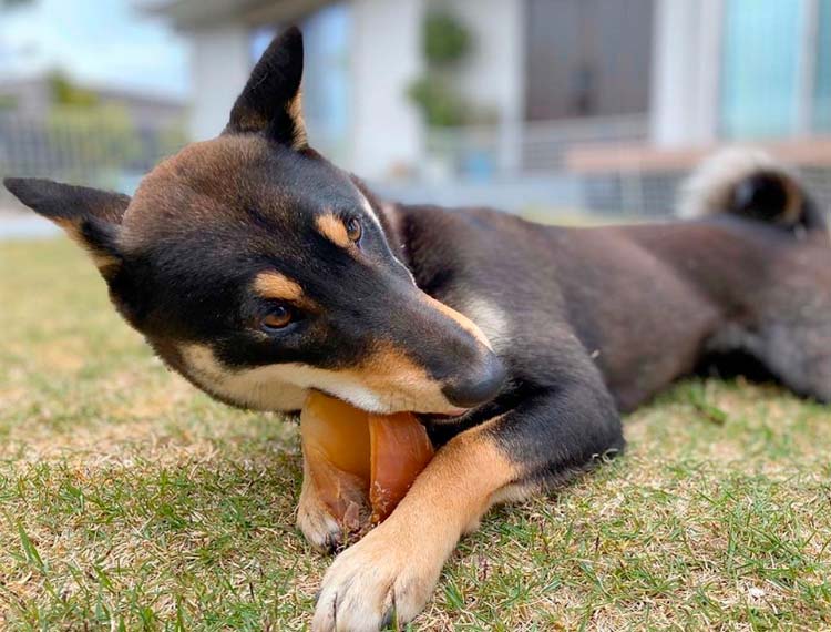 personnalité du chien Jomon Shiba