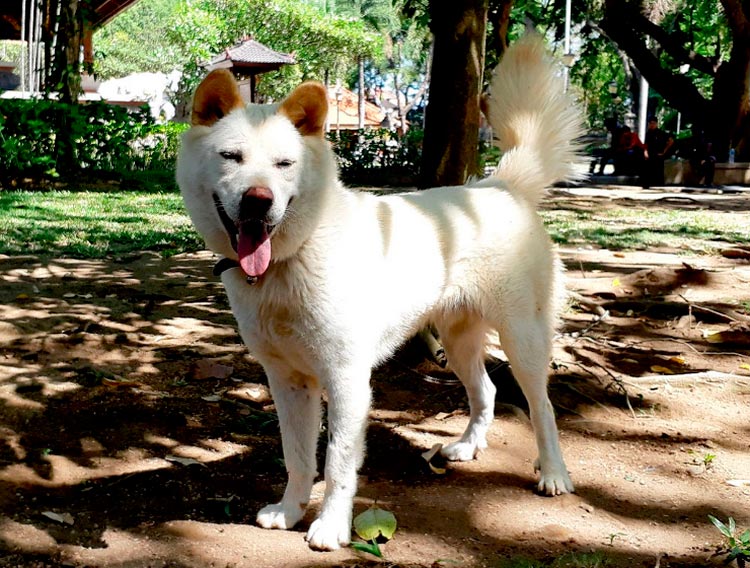 race de chien Kintamani