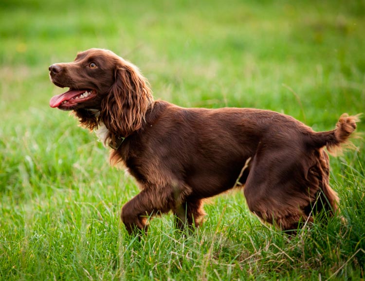 race de chien Boykin Spaniel