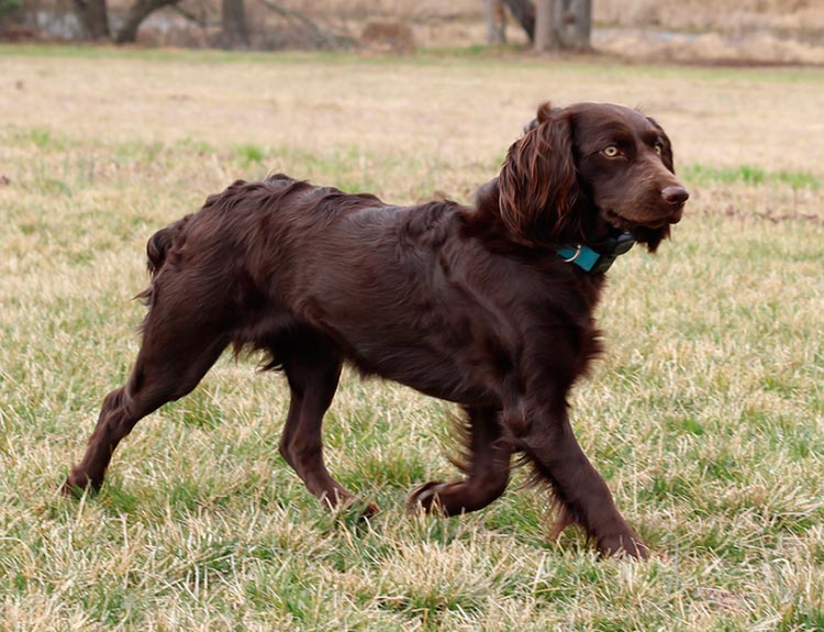 Boykin spaniel standard