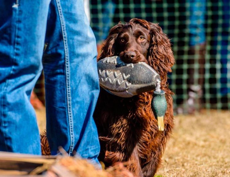 Épagneul Boykin en compétition