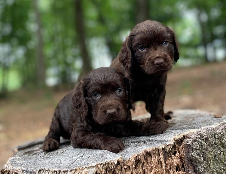 chiots épagneuls Boykin