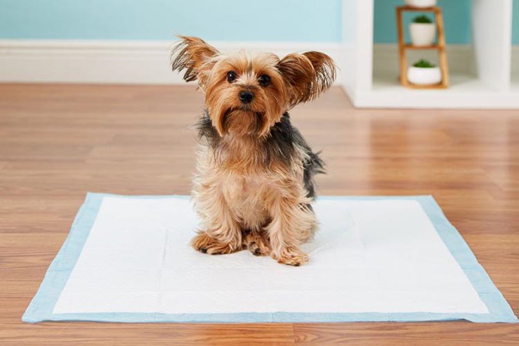 Apprenez à votre chien à utiliser un tapis de propreté.