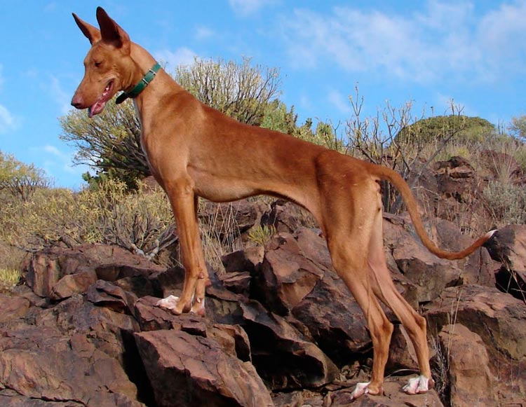 Podenco canario