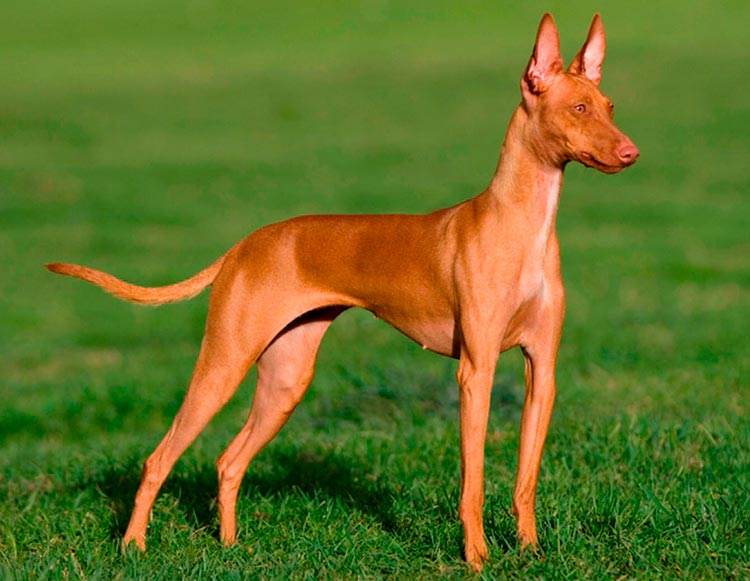 race de chien Podenco Canario