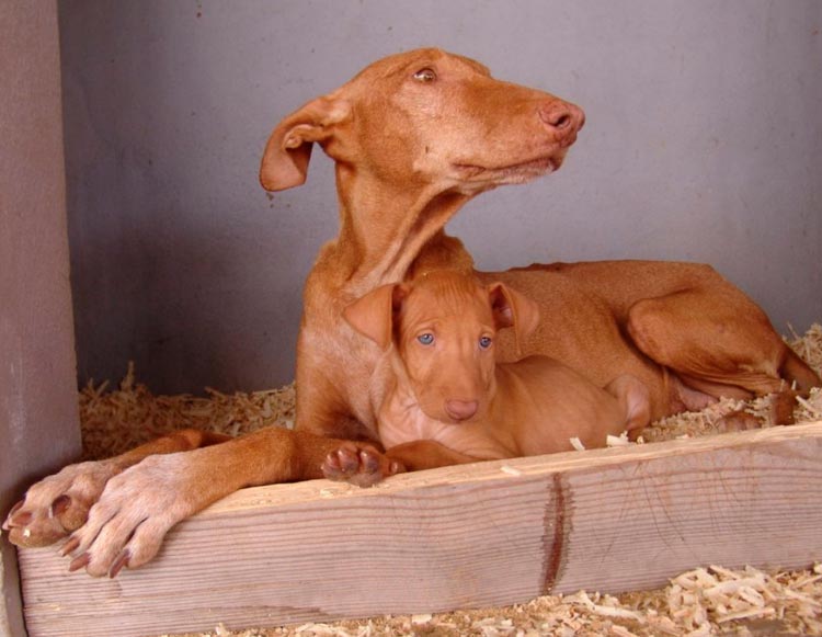 Podenco canario avec un chiot