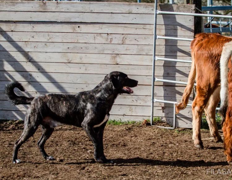Berger des Açores Fila San Miguel