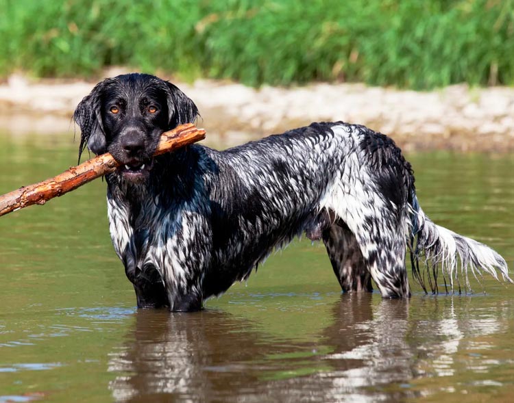 Le Grand Munsterlander porte un bâton.