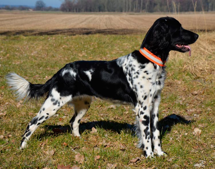 standard de la race Great Munsterlander