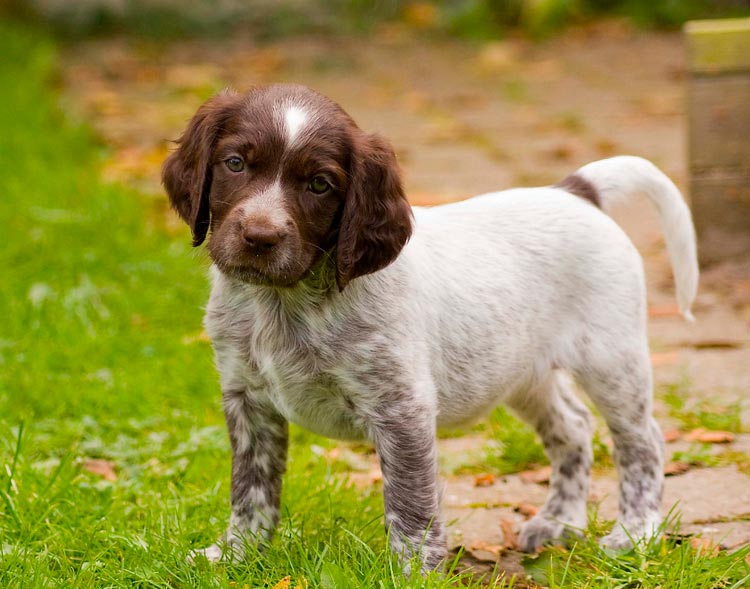 Grand chiot Munsterlander