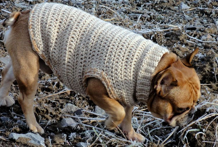pull pour chien au crochet