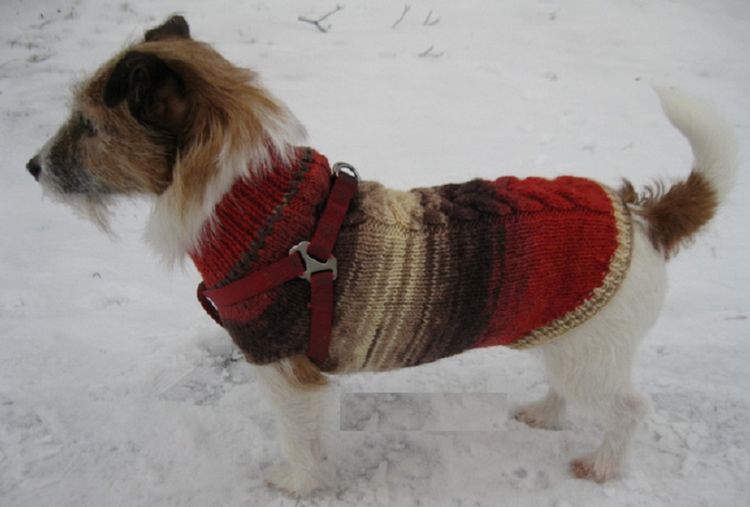 Pull pour chien