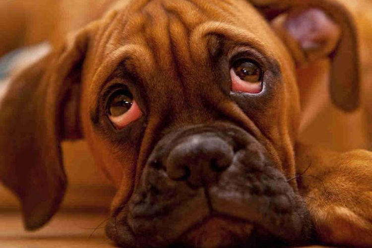 Le chien a les yeux rouges