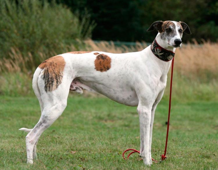 standard de la race Lévrier hongrois