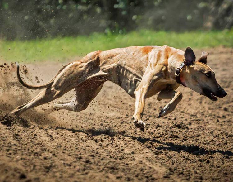 course de lévriers hongrois