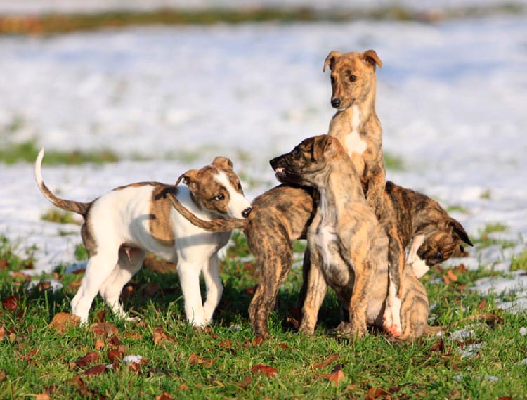 chiots lévriers hongrois