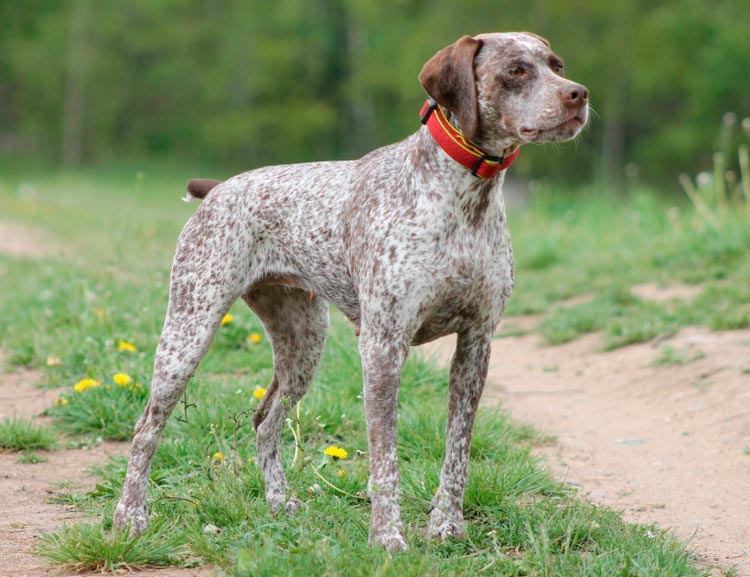 race de chien Bourbon Braque