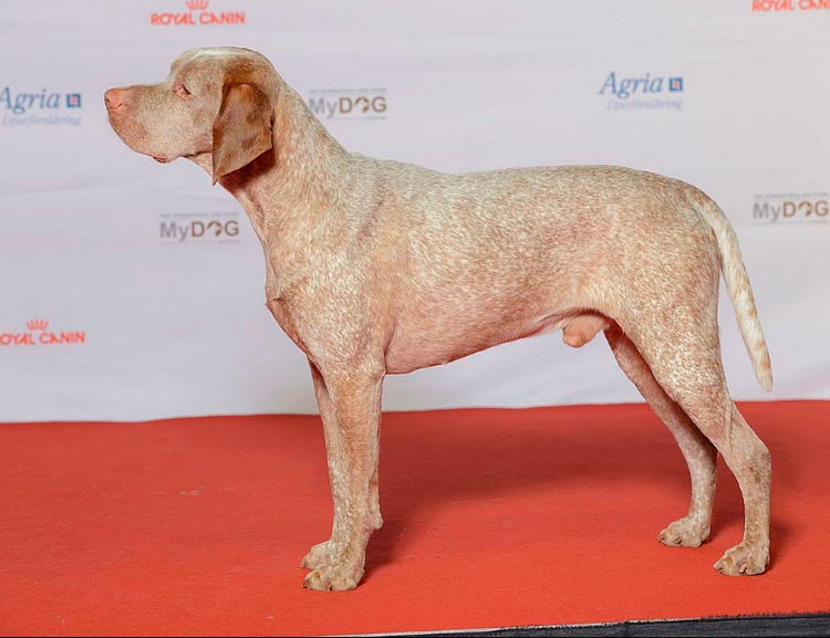 standard de race Bourbon Braque