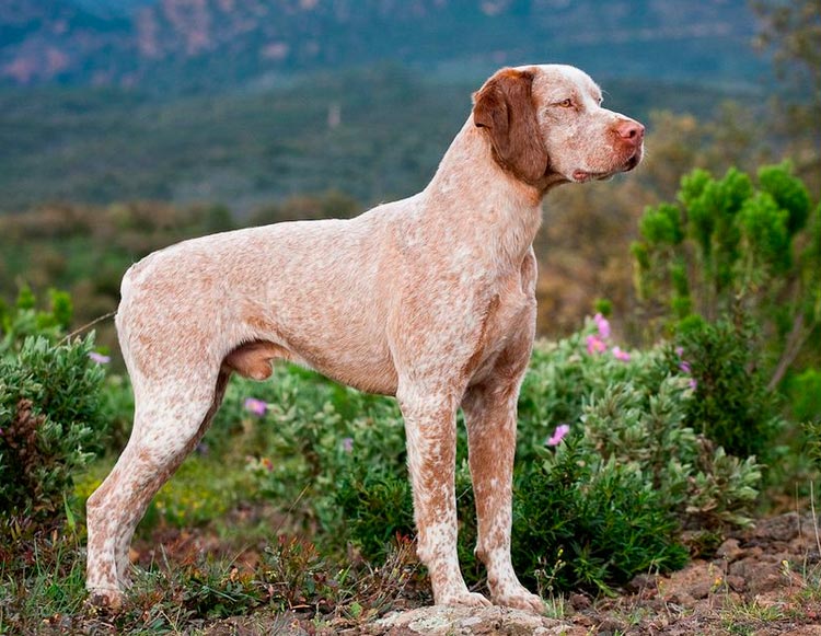 Photo de Bourbon Braque