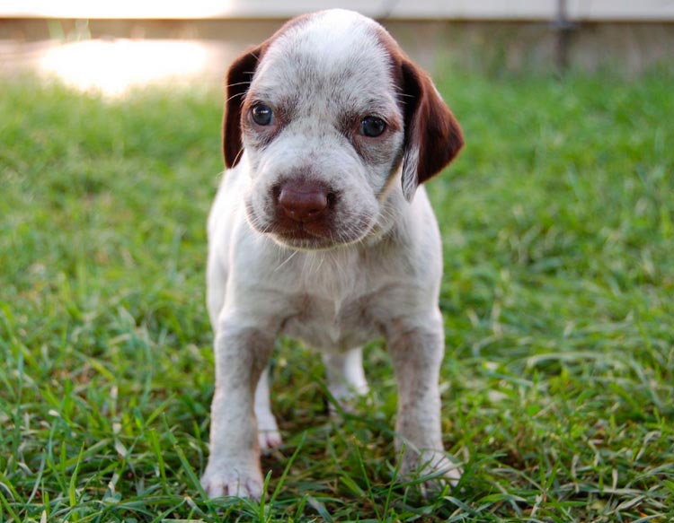 Chiot Bourbon Braque