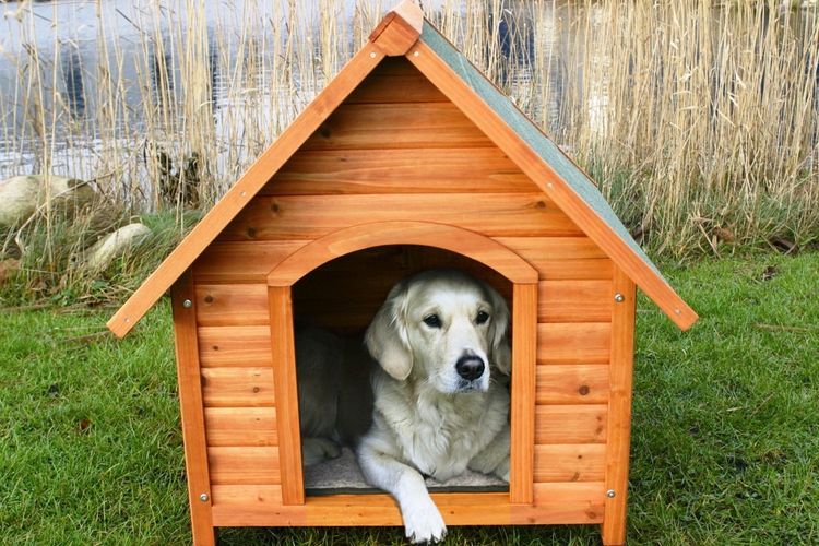 Un chien dans sa niche