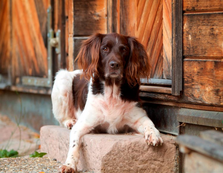 Petit chien Munsterlander