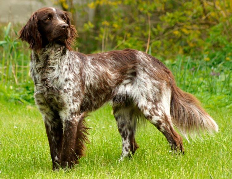 Petite race de chien Munsterlander