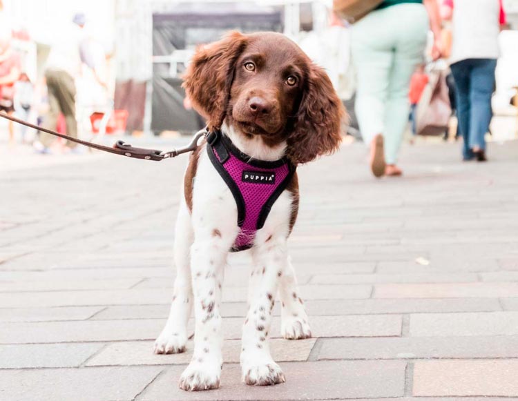 Prix du petit Munsterlander