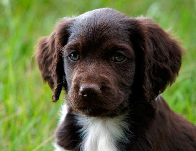 Petit chiot Munsterlander