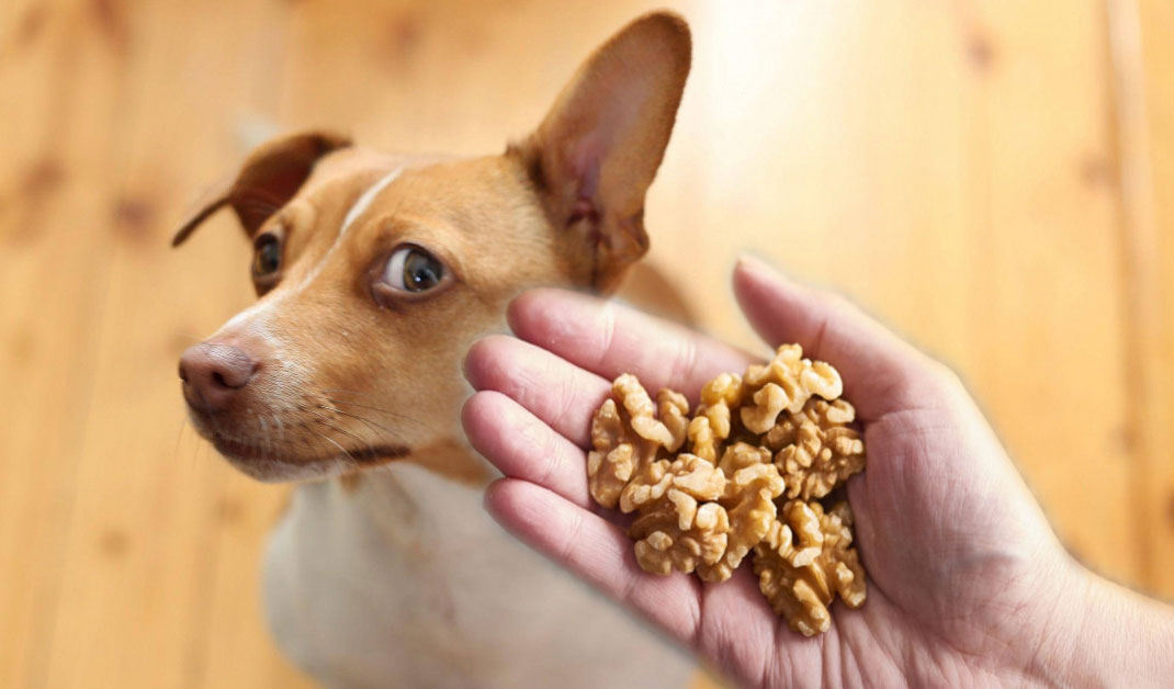 Les chiens peuvent-ils manger des noix ?