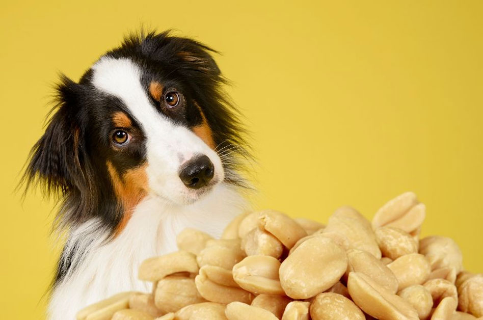 Les chiens peuvent-ils manger des cacahuètes ?