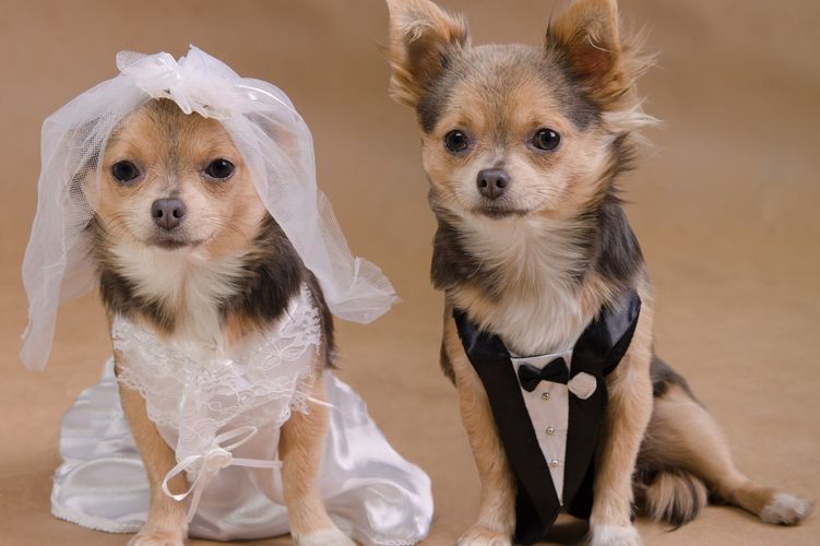 Des chiens en tenue de mariage