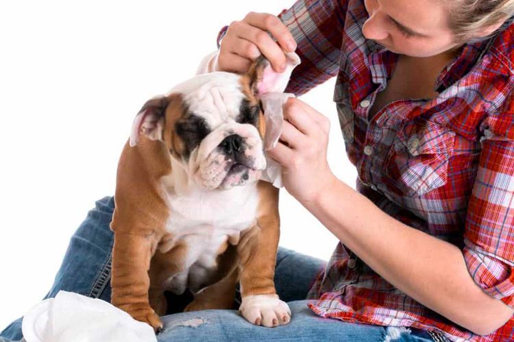 Un bouledogue reçoit des gouttes auriculaires