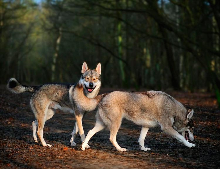 deux chiens Tamaskan