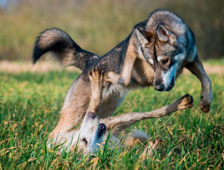 race de chien Tamaskan