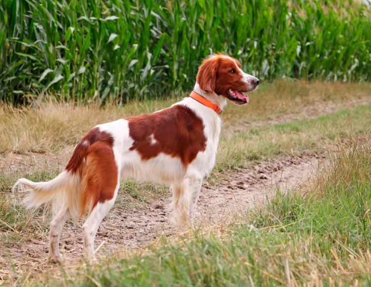 Setter irlandais rouge et blanc