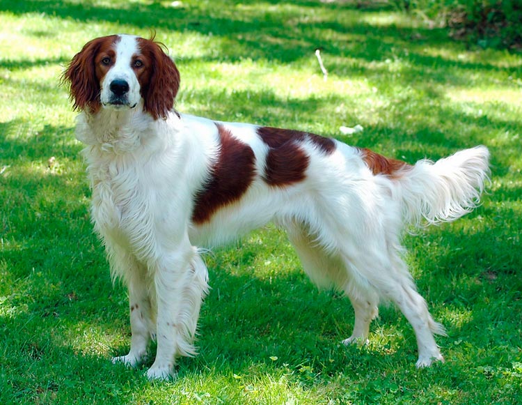 Photo d'un setter irlandais rouge et blanc