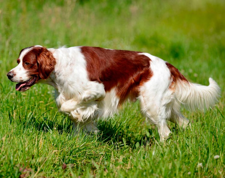 Setter irlandais rouge et blanc en promenade