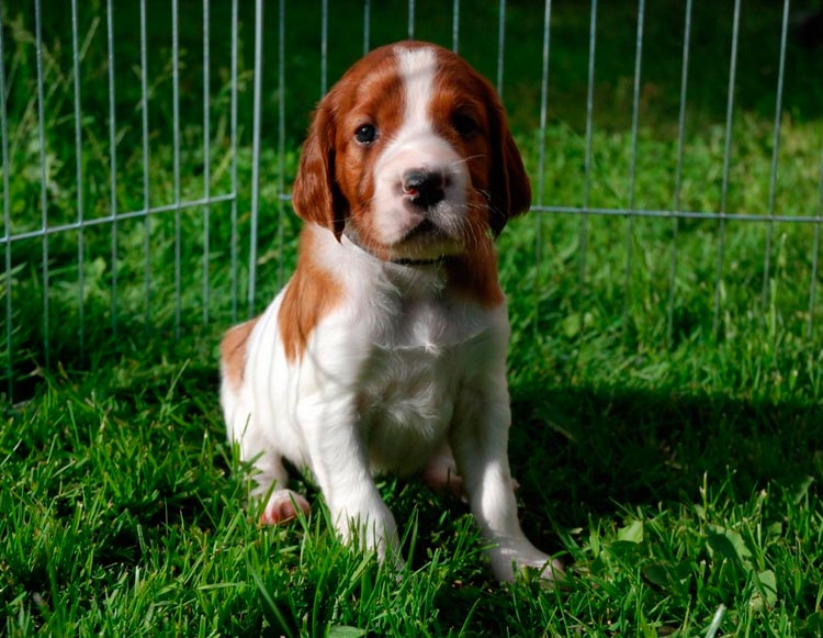 Chiot Setter irlandais rouge et blanc